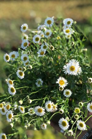 Saksıda Papatya Çiçeği Anthemis Arvensis - Görsel 3