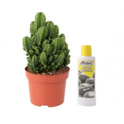 Radyasyon Emici Fairy Castle Kaktüs 30 cm (225 ml Besin)