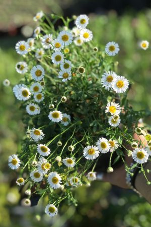 Saksıda Papatya Çiçeği Anthemis Arvensis - Görsel 2