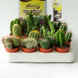 5 Adet Farklı Kaktüs + 225 Ml Kaktüs Besini Ve 2,5 Litre Toprak