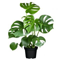 Deve Tabanı Bitkisi 40 - 50 cm