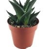 Haworthia Limifolia
