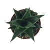 Haworthia Limifolia - Görsel 2