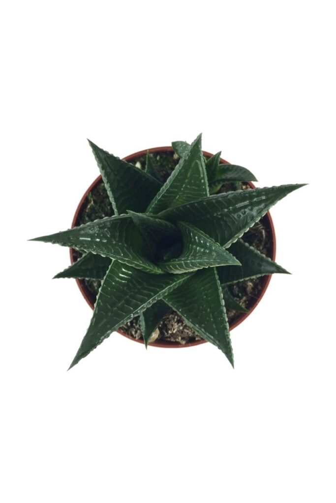 Fintarla
