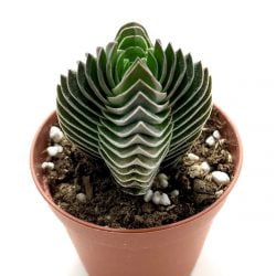 Crassula Buddha's Temple Sukulent