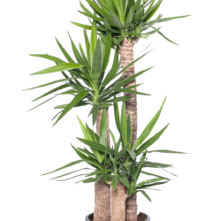 Yuka Ağacı Salon Bitkisi Yucca 3'lü Dikim