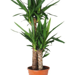 Yuka Salon Bitkisi Yucca 2'li Dikim