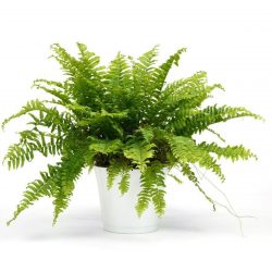 Nephrolepis Exaltata Aşk Merdiveni Bitkisi Salon Ev Ofis Bitkisi