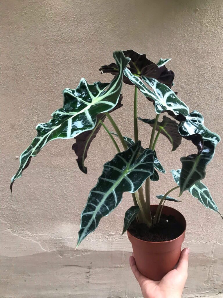 Fintarla