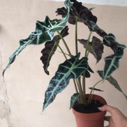 Alocasia Polly Fil Kulağı