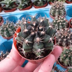 Gymnocalycium Mihanovichii Çene Kaktüsü