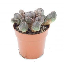 Euphorbia Globosa Nadir Tür Kaktüs