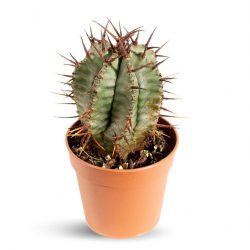 Euphorbia Horrida Nadir Tür Kaktüs