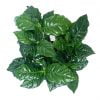 Kahve Ağacı Bitkisi Coffee Arabica Plant - Görsel 2