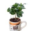 Kahve Ağacı Bitkisi Coffee Arabica Plant