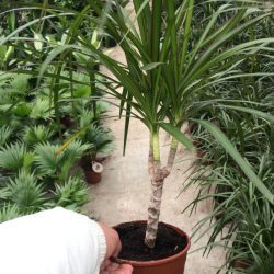 Dracaena Marginata Tek Gövdeli Salon Bitkisi 35-50 santim
