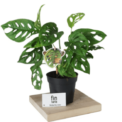 Monstera Adansonii Monkey Mask Sarmaşık Deve Tabanı Mini Ev Ofis Salon İç Mekan Bitkisi Baby