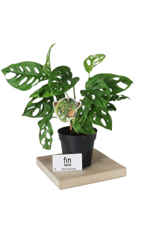 Monstera Adansonii Monkey Mask Sarmaşık Deve Tabanı Mini Ev Ofis Salon İç Mekan Bitkisi Baby