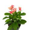Euphorbia Milii (Dikenler Tacı) 3 Farklı Renk Seçeneği - 5,5 cm Saksıda- Çiçekli