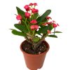 Euphorbia Milii (Dikenler Tacı) 3 Farklı Renk Seçeneği - 5,5 cm Saksıda- Çiçekli - Görsel 3