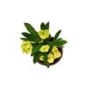 Euphorbia Milii (Dikenler Tacı) 3 Farklı Renk Seçeneği - 5,5 cm Saksıda- Çiçekli - Görsel 2
