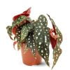 Begonia Maculata Wightii Benekli Begonya Salon Bitkisi - Görsel 2