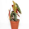 Begonia Maculata Wightii Benekli Begonya Salon Bitkisi