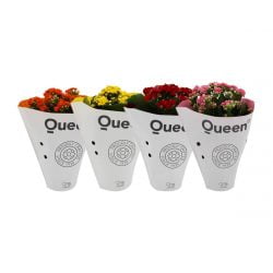 Kalanchoe 4 Adet Sarı-Kırmızı-Pembe-Turuncu Kalanşo