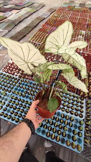 Caladium Beyaz Kaladyum Fil Kulağı White Christmas Nadir Tür Salon Bitkisi - Görsel 3