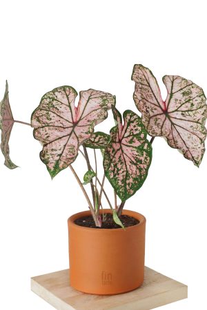 Caladium Pink Dream Pembe Çiçekli Kaladyum Nadir Tür Salon Bitkisi