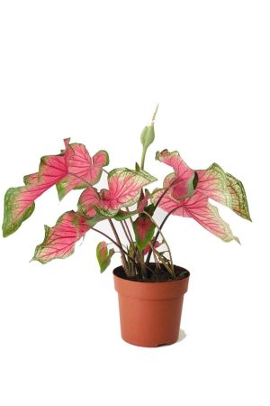 Caladium Kırmızı Red Flash Çiçekli Kaladyum Nadir Tür Salon Bitkisi
