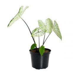 Caladium Beyaz Kaladyum Fil Kulağı White Christmas Nadir Tür Salon Bitkisi