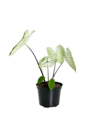 Caladium Beyaz Kaladyum Fil Kulağı White Christmas Nadir Tür Salon Bitkisi