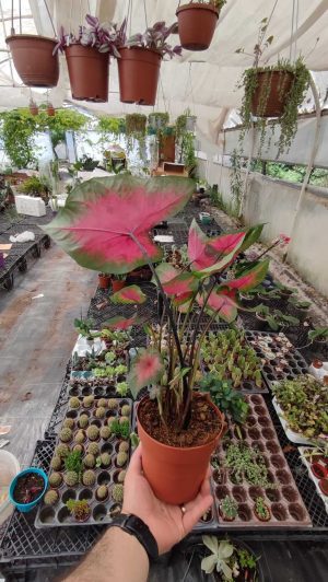 Kaladyum Caladium Bicolor Red Ofis Salon Bitkisi - Görsel 2