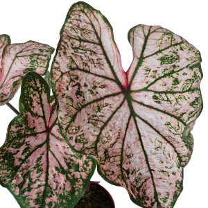 Caladium Pink Dream Pembe Çiçekli Kaladyum Nadir Tür Salon Bitkisi - Görsel 3