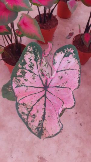 Caladium Pink Dream Pembe Çiçekli Kaladyum Nadir Tür Salon Bitkisi - Görsel 2