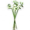 Şans Bambusu Lucky Bamboo 3 Adet