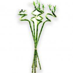 Şans Bambusu Lucky Bamboo 3 Adet