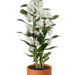 Canlı Çiçekli Dendrobium Bambu Orkide Dekoratif Salon Çiçeği