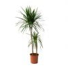 2 Gövdeli Madagaskar Dragon Ağacı (Draçena - Dracena Marginata)