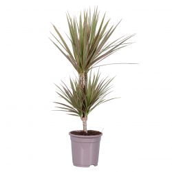 2 Gövdeli Tricolor Madagaskar Dragon Ağacı (Draçena - Dracena Marginata)