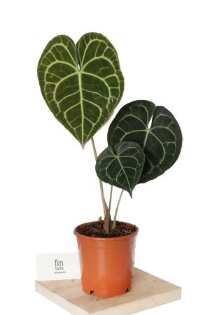 Anthurium Clarinervium Kalp Yapraklı Salon Bitkisi