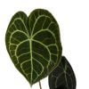 Anthurium Clarinervium Kalp Yapraklı Salon Bitkisi - Görsel 2