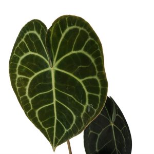 Anthurium Clarinervium Kalp Yapraklı Salon Bitkisi - Görsel 2