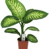 Difenbahya Bitkisi Dieffenbachia Tropic Snow Ev Ofis Salon Bitkisi 40-50 Cm