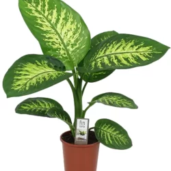 Difenbahya Bitkisi Dieffenbachia Tropic Snow Ev Ofis Salon Bitkisi 40-50 Cm