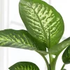 Difenbahya Bitkisi Dieffenbachia Tropic Snow Ev Ofis Salon Bitkisi 40-50 Cm - Görsel 2