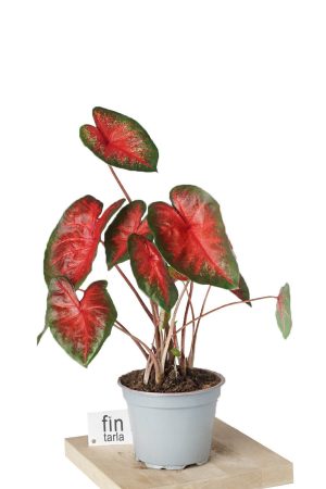 Kaladyum Caladium Bicolor Red Ofis Salon Bitkisi