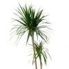 2 Gövdeli Madagaskar Dragon Ağacı (Draçena - Dracena Marginata) - Görsel 2