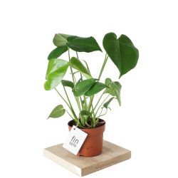 Monstera Deliciosa Deve Tabanı Ev Ofis Salon Bitkisi 45-50 cm
